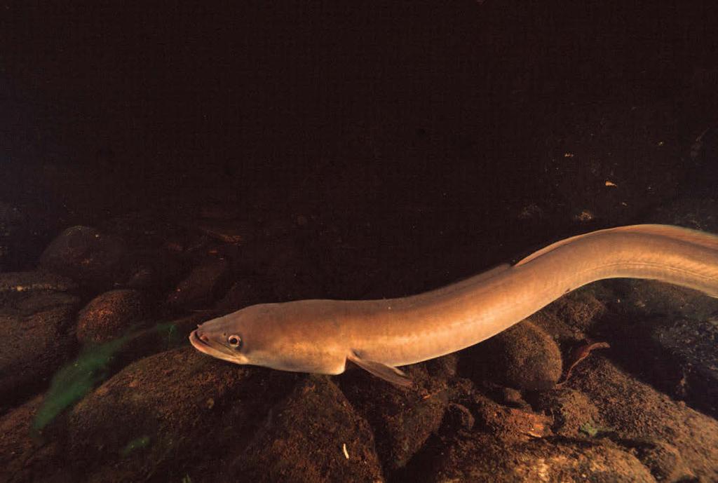 This mature, or silver eel, was photographed in 25 Mile Stream, north of Benton, on a rainy fall night.