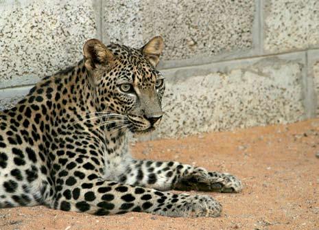 Fig. 7. Arabian leopard Rashid from the National Wildlife Research Centre (NWRC) in Ta if, Saudi Arabia on breeding loan in the Breeding Centre for Endangered Arabian Wildlife, Sharjah, UAE (Photo J.