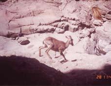 The image on the right is one of the 13 photographs of tahr obtained by camera traps during the Shumayliya Mountain survey carried out by the BCEAW between June 2000 and January 2002.