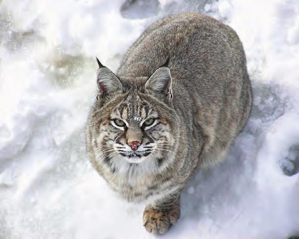 All About Lynxes Solitary and stealthy, lynxes are agile and skilled hunters. Lynxes have beautiful thick fur and can be found in the northern forests of North America, Europe, and Asia.