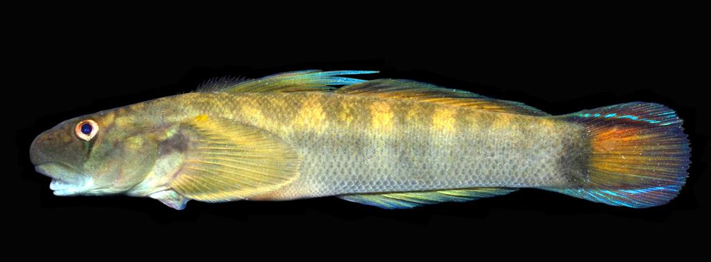 A new species of Sicyopterus from Indonesia KEITH ET AL.