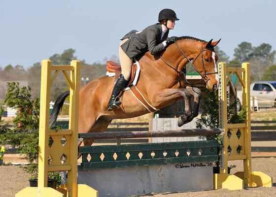 Hunter Divisions $1,000 AMATEUR OWNER HUNTER 3 3 Open to Adult Amateur horses to show over fences at 3 3. Riders in this section may enter any Equitation class.