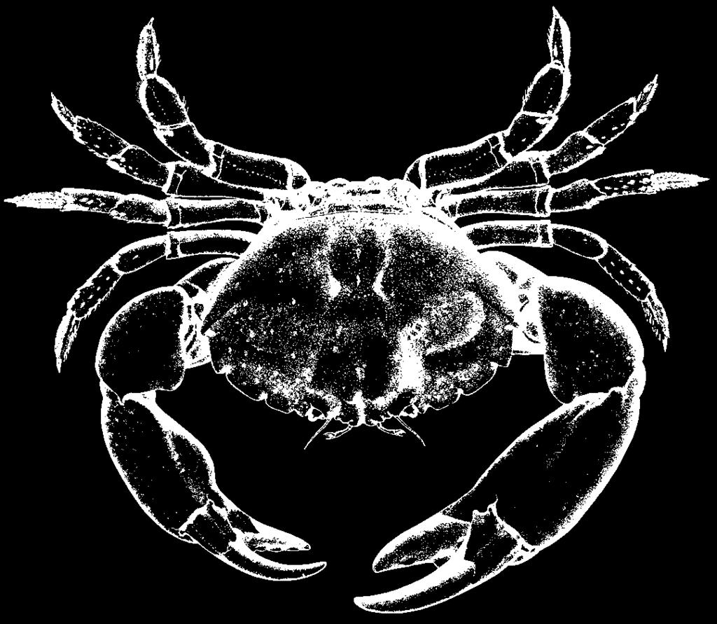 Menippidae 341 MENIPPIDAE Menippe mercenaria (Say, 1818) Frequent synonyms / misidentifications: None / None. FAO names: En - Stone crab; Fr - Crabe caillou noir; Sp - Cangrejo de piedra negro.