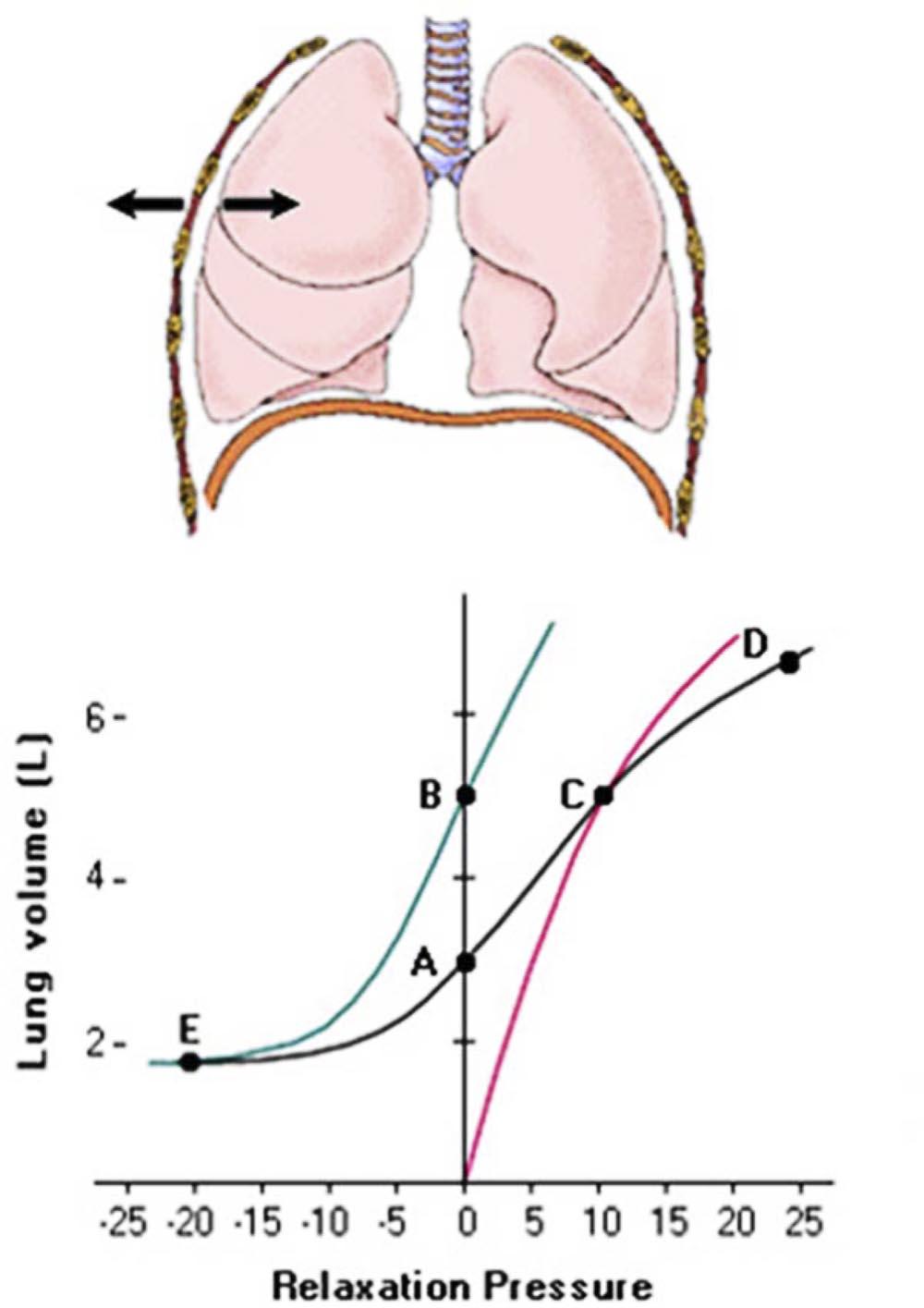 STAYING CURRENT IN RESPIRATORY PHYSIOLOGY 187 Fig. 4. Top: diagram of the lung and chest cage. Arrows show the movement of the chest cage and lung.