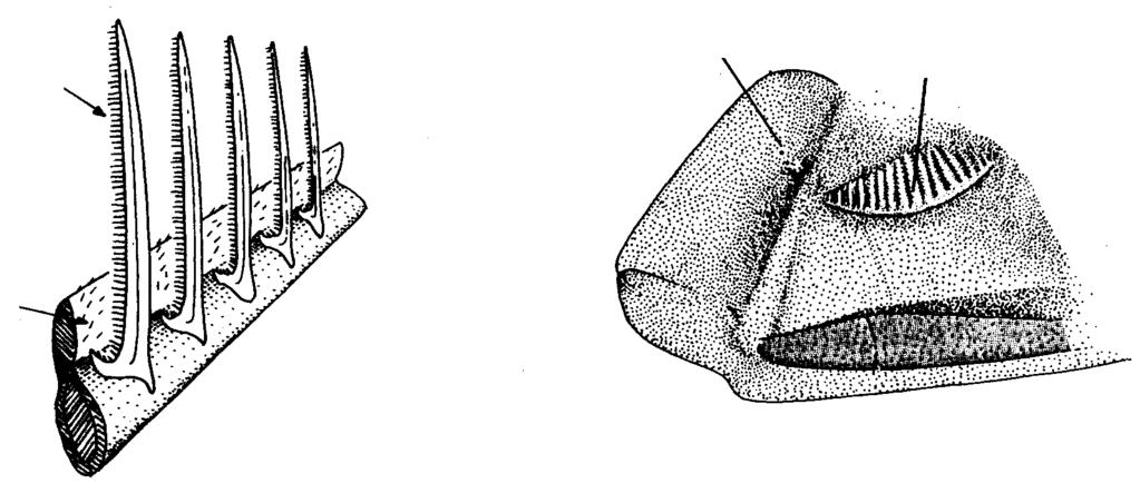 385 groove; no gillrakers on hind face of third epibranchial. Pseudobranch short, less than eye diameter, not reaching onto inner face of operculum.