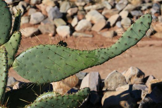 The Perils of Prickly Pear Pruning Since our article Gardening in Welder s Gloves back in January Sharon and I have learned a few things about gardening here in the SKP Saguaro Co-op.