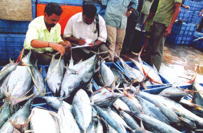 72 Status and perspectives in marine fisheries research in India zone, the young sardines follow an anticlockwise circulatory path between Allepey and Calicut and off Mangalore, then move north