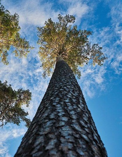 Selleks, et Eesti metsades sirguksid tulevikus veelgi tugevamad, tervemad ja ka rohkem puitu andvad puud, rajab RMK koostöös Maaülikooli teadlastega katsekultuure.