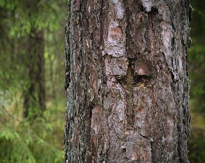 Kuuse toomine on üles ehitatud usaldusele, ent metsaskäijaid kontrollivad pisteliselt Keskkonnainspektsiooni ja RMK töötajad. Ühtki rikkumist ei tuvastatud.