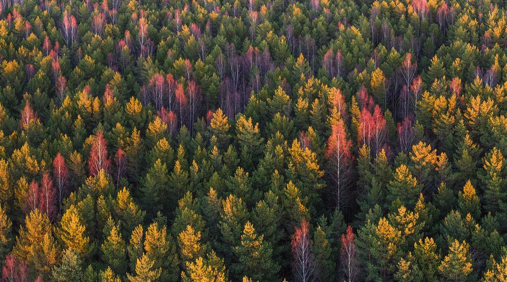 Riigimetsa tagavara 180 mln m³ Metsauuenduse rajamine 9800 ha Istutatud metsataimi 20,2 mln Võsasaetööd 43 300 ha Harvendusraie 9000
