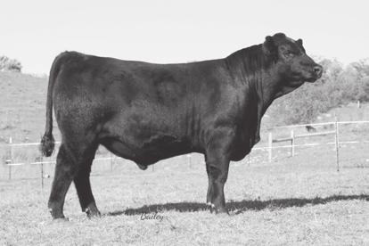 A maternal sister was an $8,000 feature in our 2015 Production Sale. Three maternal brothers are on Test at the Midland Bull test this year.