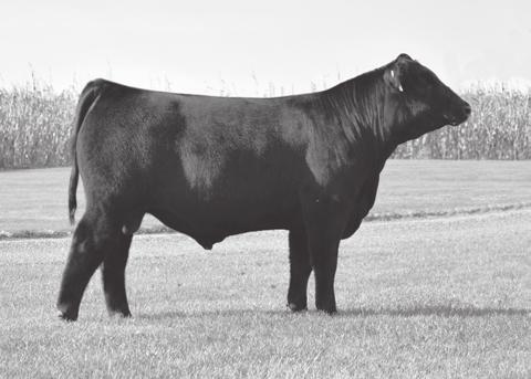 With the same Elsa bloodlines mentioned below, here is another bull that you don t want to miss. He will be a young, calving-ease sire that can run with heifers.