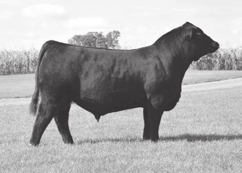 His dam also needs no introduction as she was the 2010 NWSS Grand Champion Female and 2009-10 ROV Show Heifer of the Year.