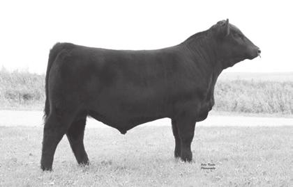 6 DPL Intuition S14 Reg. No. 18190433 DOB 02/22/2015 A low birth, high growth herd sire prospect. He is sired by the PVF and Express Ranches herd sire INSIGHT.
