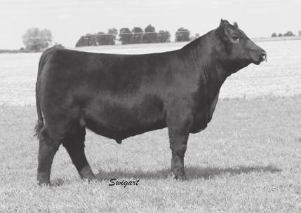 0Schroeder Sky Fall 33 20 Here is a stout made Schroeder Sky Fall son out of a well-balanced SydGen Trust cow.