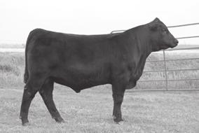 He is a stout-made, big-topped, thick-hipped bull that is perfect in his structure and still has balance and eyeappeal.