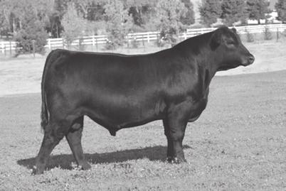 Maternal sisters to the dam of Columbus include the $1,44,000 selection of Cox Ranches from the 2015 Denim and Diamonds Sale; the $80,000 one-half interest selection of Vintage Angus