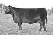 Columbus is a performance herd sire prospect who carries a powerful genetic package with elite data.
