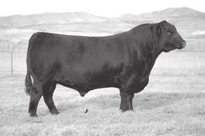 We are very excited about 4230 s potential and look forward to offering him in the Denver OKLAHOMA STATE UNIVERSITY Angus Sale. Purebred Beef Center Dr.