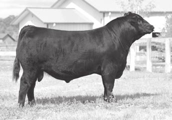 His dam was the 2009 NILE Grand Champion Female and as a six-year-old captured Grand Champion Cow/Calf Pair at the 2013 ROV shows, including Western Idaho State Fair,