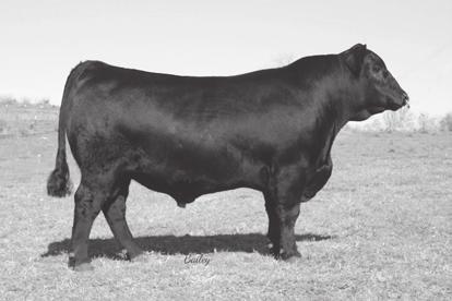 growth and natural power. His dam has three calves with average ratios of: 99 birth; 123 WW; and 118 YW.
