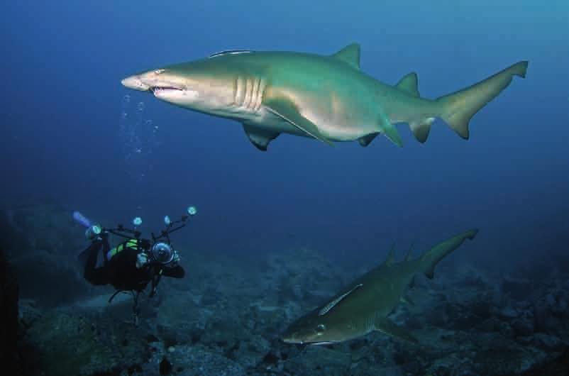 AUSTRALIA above: It s not uncommon to see rare temperate species like the eastern blue devilfish (Paraplesiops bleekeri) below: Grey nurse sharks are so numerous and unafraid of divers that it s easy
