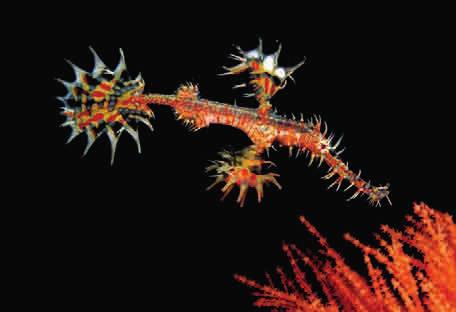 AUSTRALIA above: Because of South West Rocks prime northern location in New South Wales, it s possible to find normally tropical species like the ornate ghost pipefish (Solenostomus paradoxus)