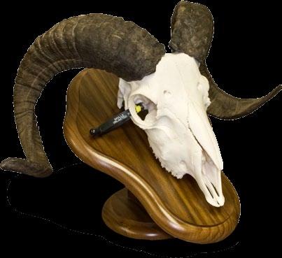 com Jaw Cleaned* Skulls Unlimited Tag Number Date Sent Shipping Via # of Boxes or Crates Customer Name Price Each * For horned and antlered specimens only.