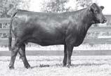 out of a top daughter of the National Champion Pina Colada and by the highly proven Angus sire, Upshot.