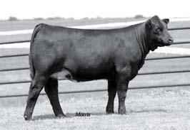 Homozygous polled and homozygous black Sired by the breed top selling bull owned by Pinegar and Sugar Bush, AUTO Cruze 132X, the young sire and son of