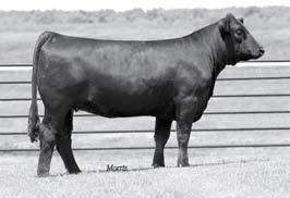 Lim-Flex/H/H) Black and homozygous polled Sired by MAGS The General and from a daughter of MAGS Remote back to the big time donor KRVN Progeny 17P, one of the leading and proven donors at Pinegar