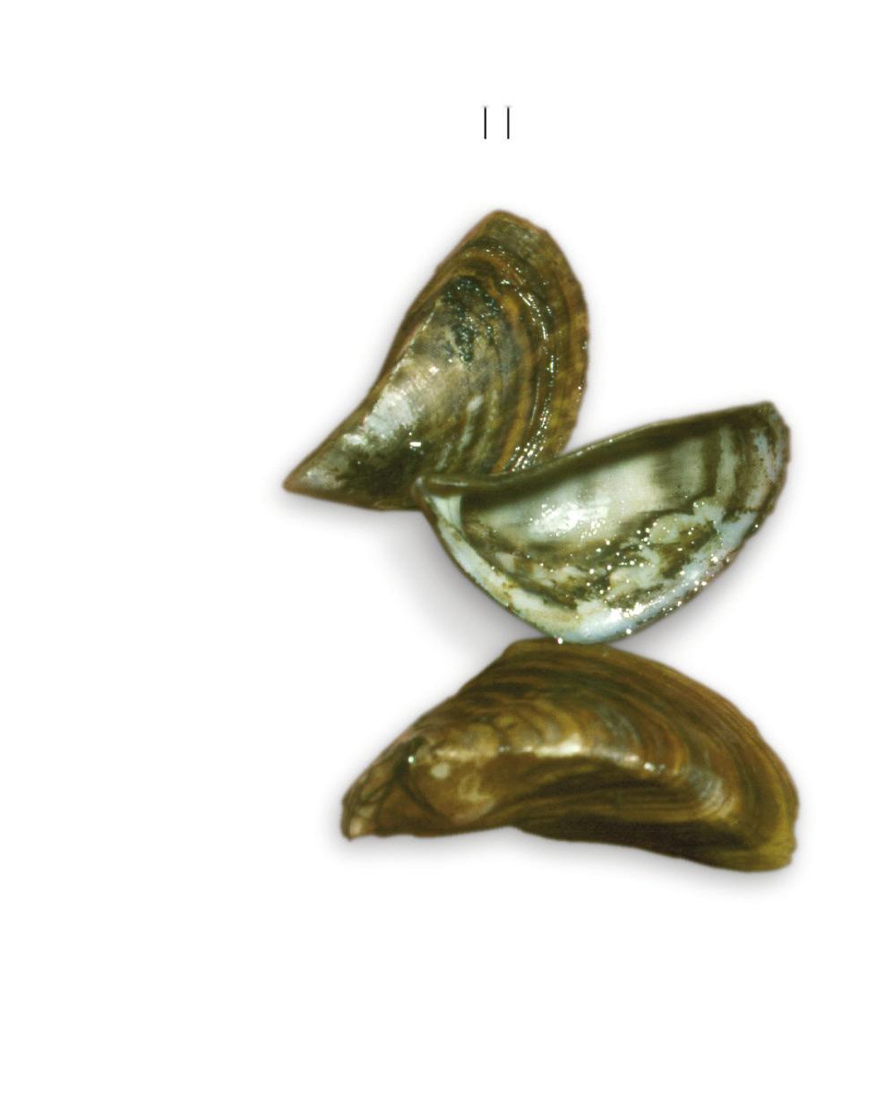 They range in size from microscopic up to about two inches long. The zebra mussel is nearly triangular in shape and the quagga mussel is more rounded.