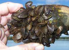 PHOTO BY MN DNR PHOTO BY BRAD HENLEY They grow and reproduce quickly Zebra and quagga mussels reproduce exponentially.