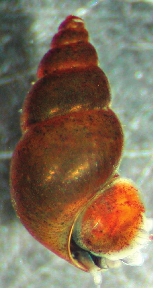 PHOTO BY MICHIGAN DEPARTMENT OF ENVIRONMENTAL QUALITY New Zealand mudsnail (Potamopyrgus antipodarum) This small aquatic snail is native to freshwater lakes and streams of New Zealand.