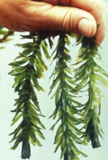 PHOTO BY WASHINGTON STATE NOXIOUS WEED CONTROL BOARD Brazilian Waterweed (Egeria densa) Native to Brazil and Argentina, Brazilian elodea is a popular aquarium plant often sold in pet stores and