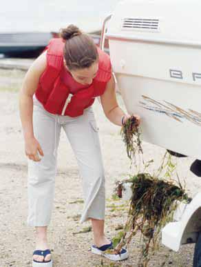 Help them look closely for zebra mussels, snails, spiny water fleas, and other species that may be attached to the hull of the boat and equipment.