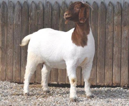 Lot: 9 DOB: 02/03/14 Wilson Family Farms WARD 'S CAT IN THE HAT X111 **ENNOBLED** Sire: AABG NBD REAL THANG AABG NBD REAL GEM Animal: WILSON FAMILY BOER GOATS A REAL DARE (10637483) C S B MAXIMUM