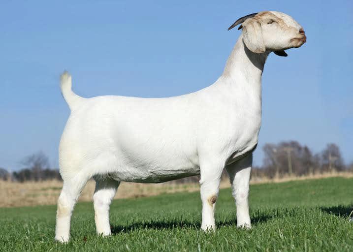 Lot: 14 DOB: 03/27/14 WMC Boer Goats WARD 'S CAT IN THE HAT X111 **ENNOBLED** Sire: AABG NBD CLASSIC AABG NBD LUV AT FIRST SIGHT Animal: WMC OOIE GOOIE SWEET (10652536) AABG STATUS QUO **ENNOBLED**