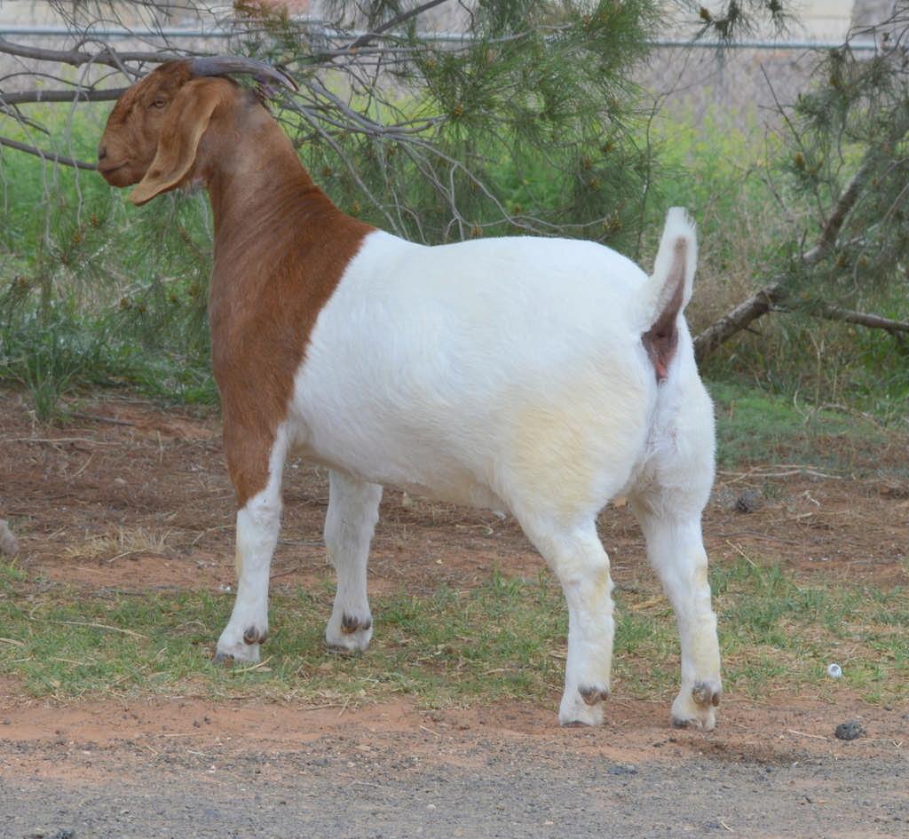 Lot: 22 DOB: 03/03/14 Windy Acres Boers TLB "MUGSY'S RIP" 713 **ENNOBLED** Sire: JRP1 PUNKIE POINT BLANK **ENNOBLED** BAP PUNKIE Animal: TST1 WINDY ACRES MADE YOU LOOK!