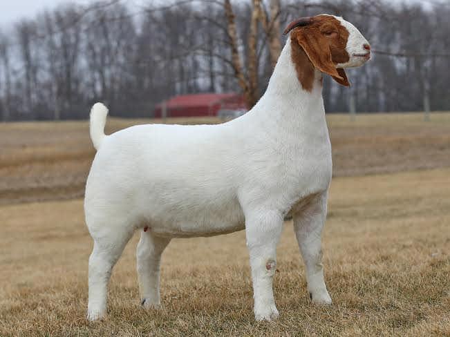 Lot: 58 DOB: 02/27/14 Able Acres - Gary & Sandy 2DOX ROYAL FLUSH **ENNOBLED** Sire: AABG AS GOOD AS IT GETS **ENNOBLED** 2DOX MAIN SQUEEZE Animal: AABG 2 DOX TRIED AND TRUE (10663229) C S B MAXIMUM
