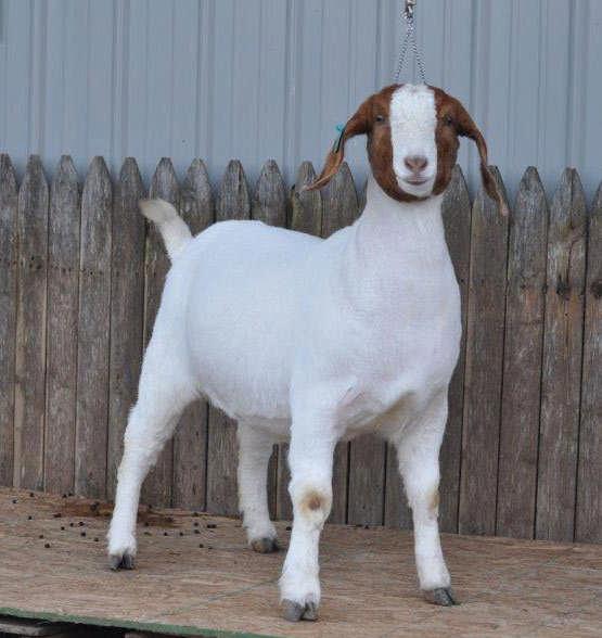 Lot: 88 DOB: 01/21/14 Wilson Family Boer Goats WARD 'S CAT IN THE HAT X111 **ENNOBLED** Sire: AABG NBD REAL THANG AABG NBD REAL GEM Animal: WILSON FAMILY BOER GOATS EDGE OF THANG YANK TOP OF THE GAME