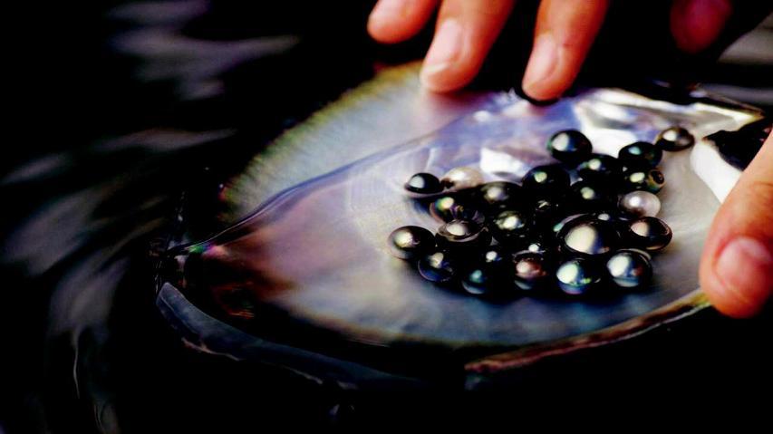 VISIT A PEARL FARM Discovery of the process of the Tahitian Black Pearl.