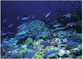 The Red Sea is unique in several aspects: among them is its uniform temperature distribution