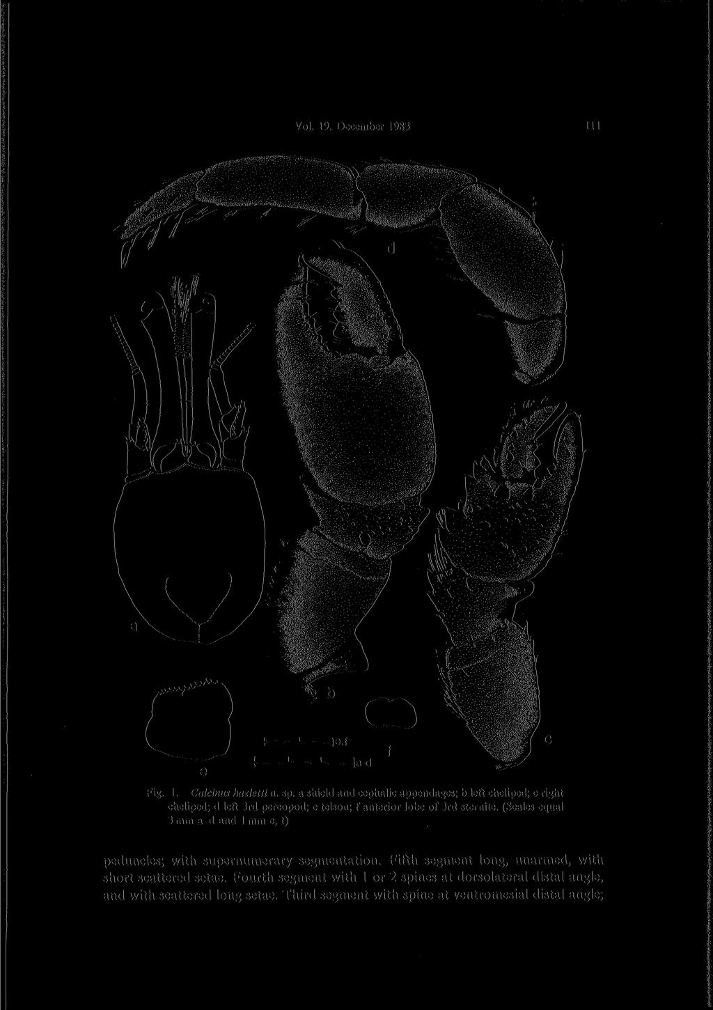 Vol. 19. December 1983 111 Fig. 1. Calcinus hazletti n. sp. a shield and cephalic appendages; b left cheliped; c right cheliped; d left 3rd pereopod; e telson; f anterior lobe of 3rd sternite.