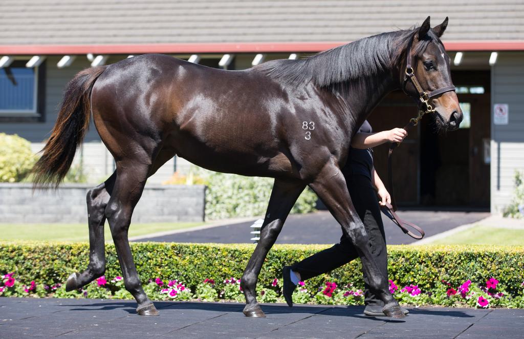 We take a look back at the exceptionally handsome stallion himself, who is built in the mould of his highly successful sire, and get a sneak peek at two of his stunning yearlings, who are showing