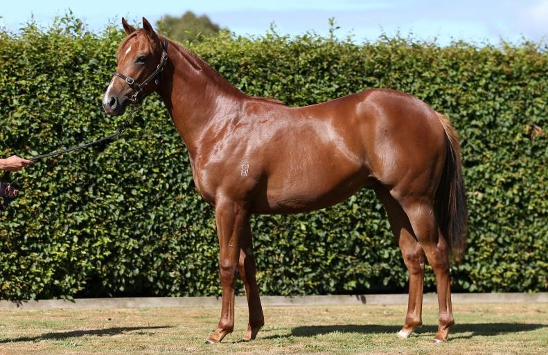 Westbury Stud Trio Line Up at Ellerslie Three high-profile Westbury Stud connected runners will step out tomorrow at Ellerslie when Huka Eagle, Red Striker and Liten Prinsessa all use the Super Fence
