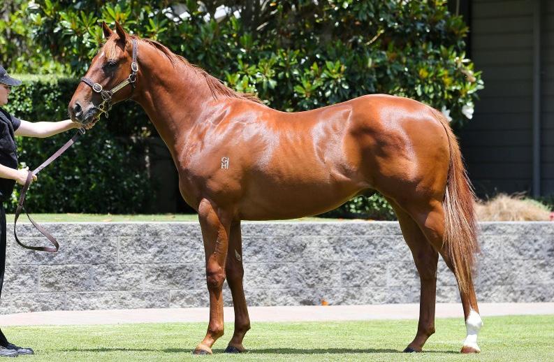 By exciting young Westbury Stud sire Swiss Ace, Tony Pike s promising threeyear-old Huka Eagle puts his unbeaten record on the line in the age group event.