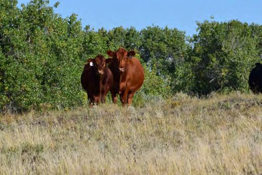 SEGA GELBVIEH COMMERCIAL BRED HEIFERS These four commercial bred heifers are all Balancer type females right out of the heart of our replacements. They would be a great addition to any herd.