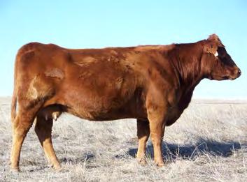 09 We love the Leverage cattle and this heifer won t disappoint! Long spined attractive female that is sound and has a great disposition. Hassle free heifer for the show pen or pasture!