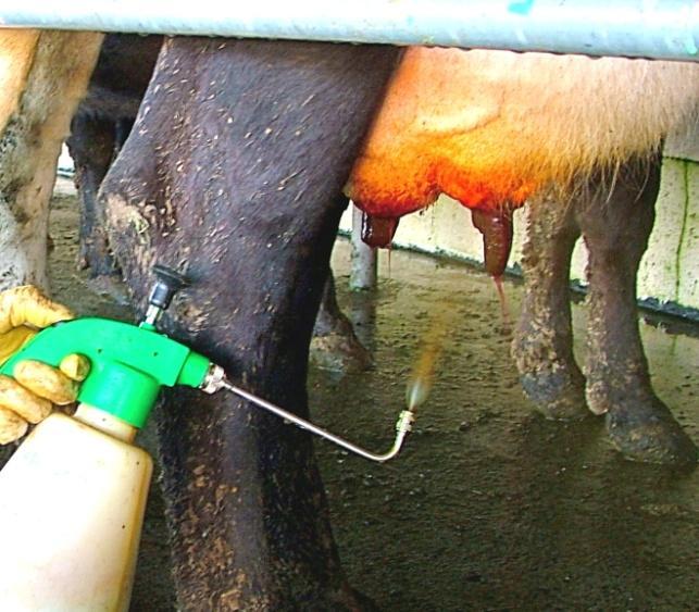 Manual systems Manual systems include hand pumps, pressurised sprayers and teat dips.